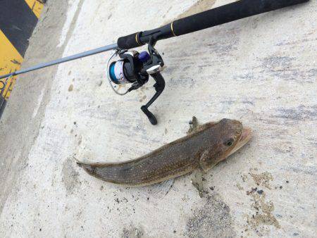 息子初の大物、エソですが・・・