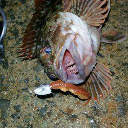 寒さにも負けず、ただガシラ狙い!