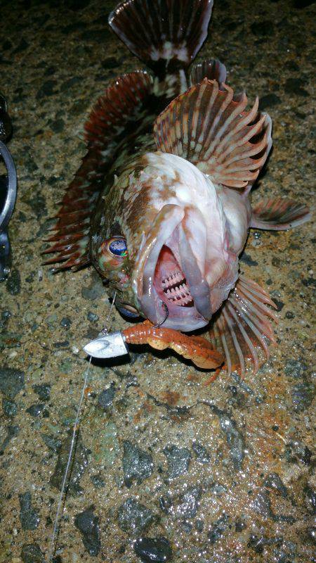 寒さにも負けず、ただガシラ狙い!