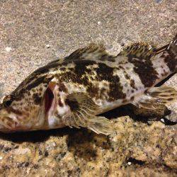 初釣りライトゲーム