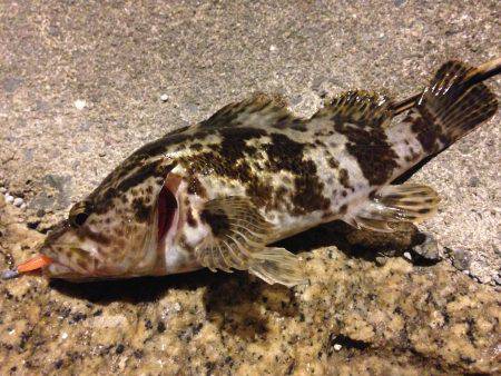 初釣りライトゲーム