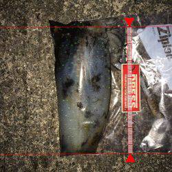 ヤリイカ狙いで