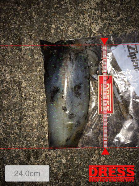 ヤリイカ狙いで