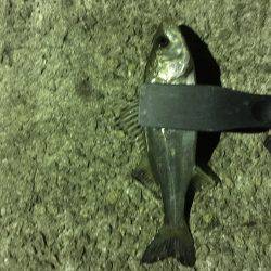 極寒メバリング