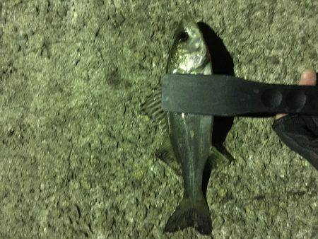 極寒メバリング