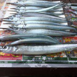 相変わらずサヨリ祭り