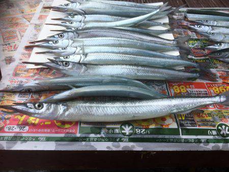 相変わらずサヨリ祭り