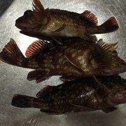 メバ・ガシリング