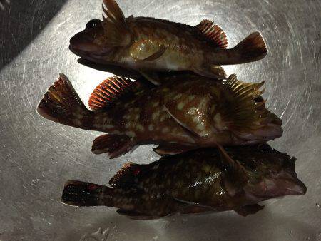 メバ・ガシリング