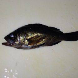 かわいいメバル！