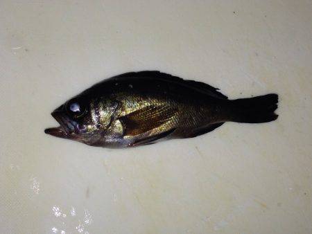 かわいいメバル！