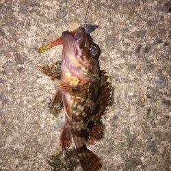 漁港内でライトワインド