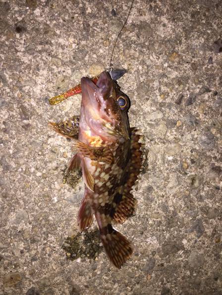 漁港内でライトワインド