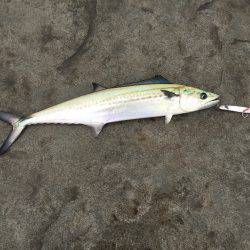 まだサゴシ釣れます！！