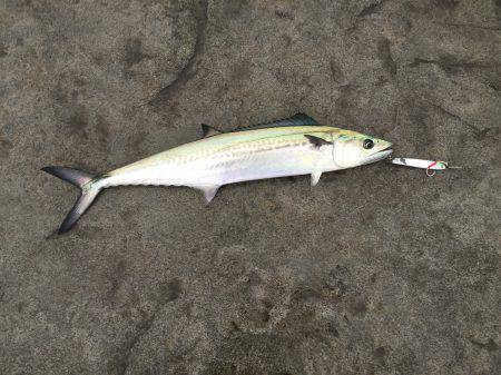 まだサゴシ釣れます！！