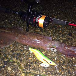 アオリイカ&ヤリイカ