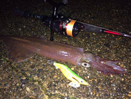 アオリイカ&ヤリイカ