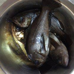 伊根メバリング part1