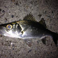 初釣りはミニヒラ(*_*)