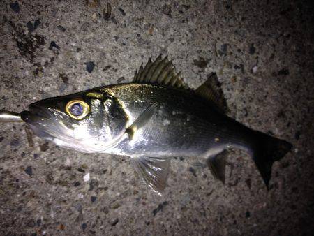 初釣りはミニヒラ(*_*)