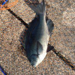 初釣り フカセのグレ