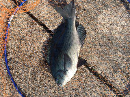 初釣り フカセのグレ