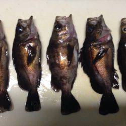 2016 元日のメバリング！