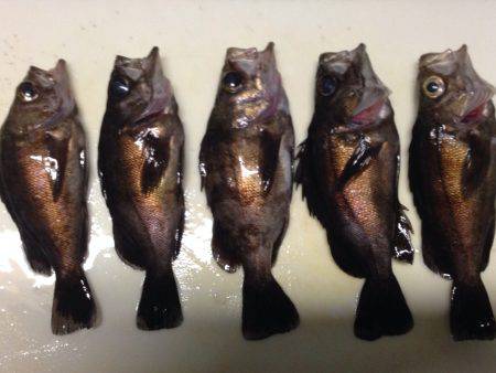 2016 元日のメバリング！