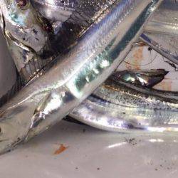 タチウオ再来ですか？