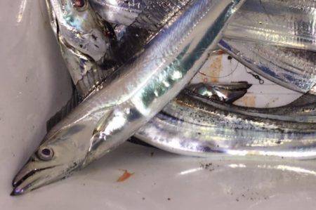 タチウオ再来ですか？