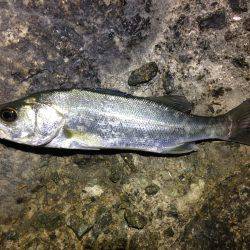 違う魚種ばかり…