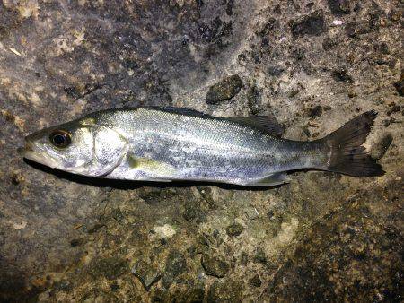 違う魚種ばかり…