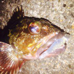 ショート便でガシラ♪