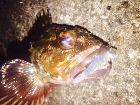 ショート便でガシラ♪