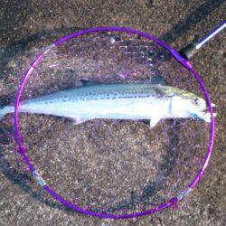 サゴシ入れ食い