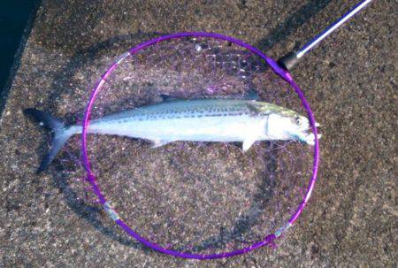 サゴシ入れ食い