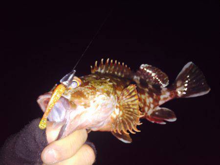 アコウ狙いでライトゲーム♪