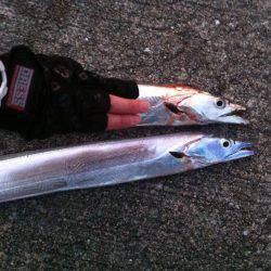 いつまで釣れる⁇