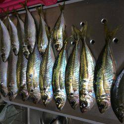 伊根アジング part2