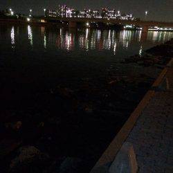 太刀魚、メバル