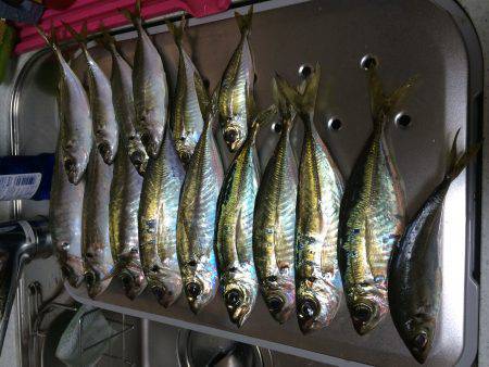 伊根アジング part2