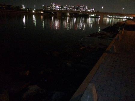 太刀魚、メバル