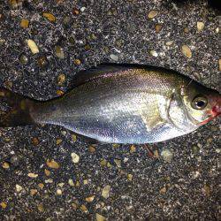 行けるうちに行くしかない。