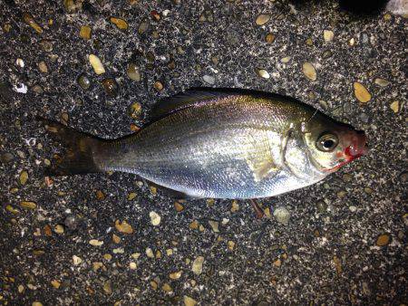 行けるうちに行くしかない。