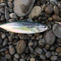 今年の初ショアジギング