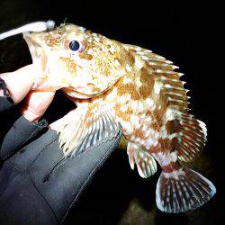 スーパーシャロー 笑