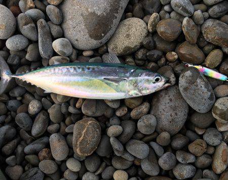 今年の初ショアジギング