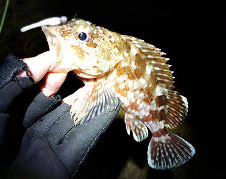 スーパーシャロー 笑