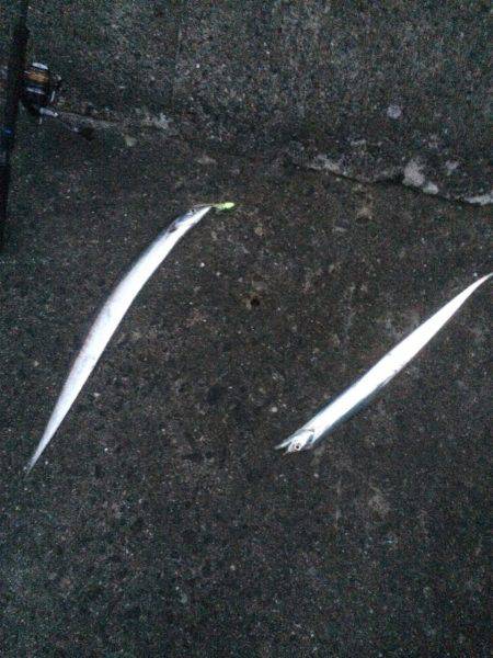 まだ釣れてますよ〜タッチー