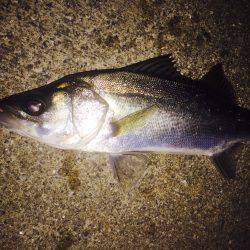 キビレを求めて